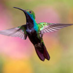 destacada-colibri-naturaleza-costa-rica-panama