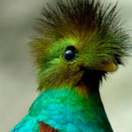 quetzal-aves-imprescindibles-centroamerica