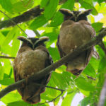 vogelarten-pico-bonito-national-park-centroamerica