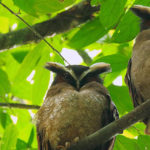 vogelarten-pico-bonito-national-park-centroamerica-cuerpo