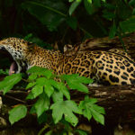 jaguar-belice-centroamerica