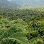 cinco bosques centroamérica