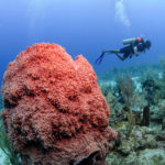 Buceo en la gran barrera de coral