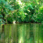 Tortuguero, un destino imprescindible para visitar en Costa Rica.jpg