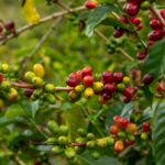 Café Geisha, Panama