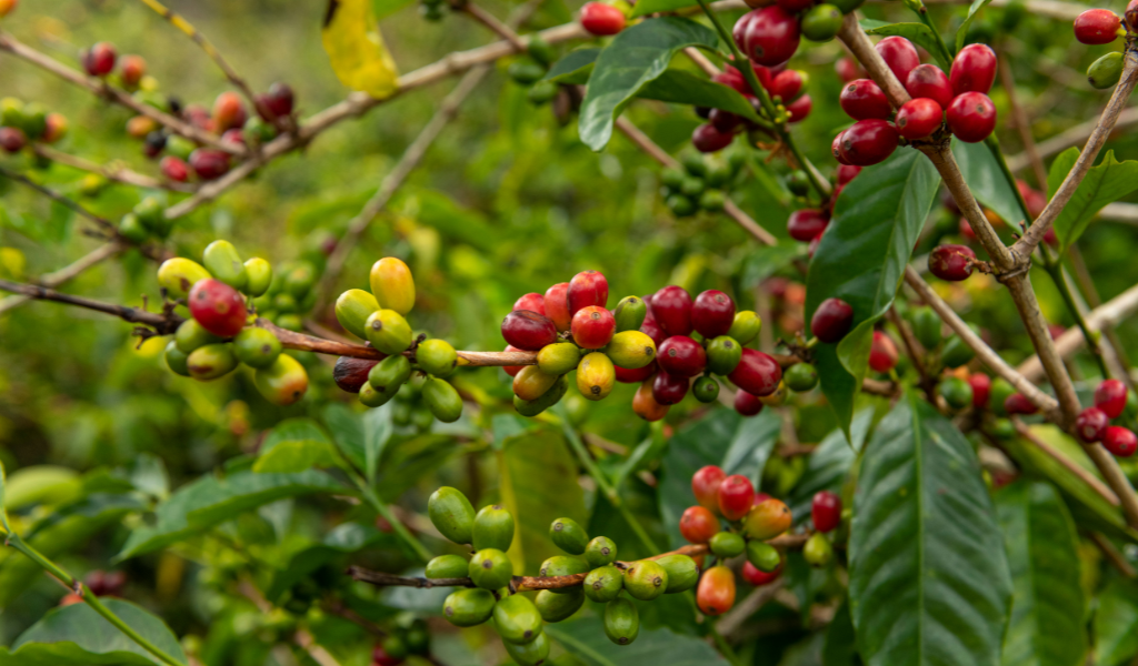 Café Geisha, Panama