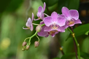 Las orquídeas, el tesoro natural de Panamá.