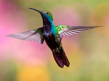 Deslúmbrate con el plumaje de ciencia ficción del colibrí, la pequeña gran maravilla de la naturaleza en Costa Rica y Panamá